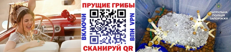 магазин    даркнет как зайти  Псилоцибиновые грибы Magic Shrooms  Ачхой-Мартан 